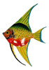 Tropical Bright Colorful Yellow Red Angel Fish Wall Decor 9X6 Inch Angw02