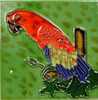 Tropical Scarlet Macaw Parrot 6x6 Ceramic Tile D BLUE TAIL