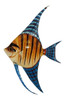 Tropical Bright Blue Striped Orange Angel Fish Hanger Wall Art