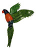 Flying Tropical Macaw Rainbow Lorikeet Parrot Nursery 19 Inch Wall Decor Green