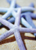 Tropical Beach Sea Stars Starfish Garden Flag