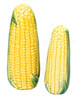 Ears of Corn Vegetable Kitchen Dining Table Ceramic Salt and Pepper Shaker Set