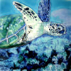 Sea Turtle Swimming in Deep Blue Sea 4X4 Inches Ceramic Tile