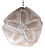 Coastal Beach Sand Dollar Whitewashed Carved Wood Ceiling Fan Pull