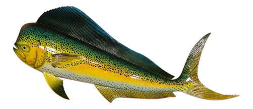 Dorado Mahi 18 Inch Dolphin Salt Water Fishing Wall Decor