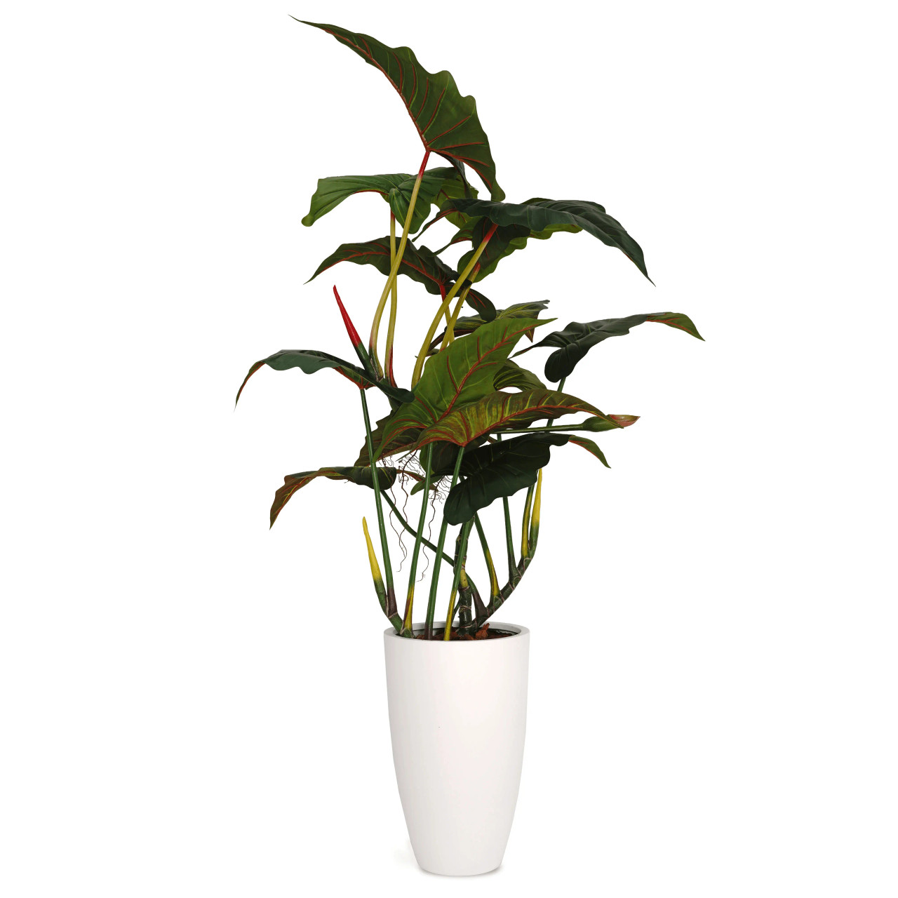 Philodendron Giant