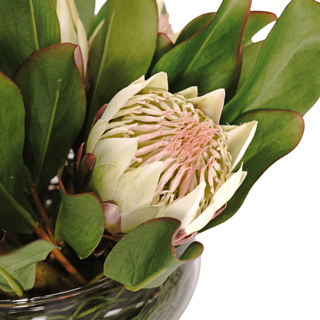 Protea Fw