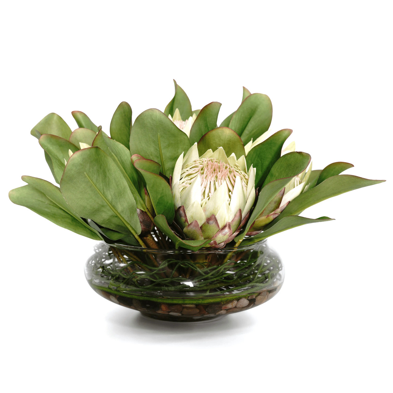 Protea Fw