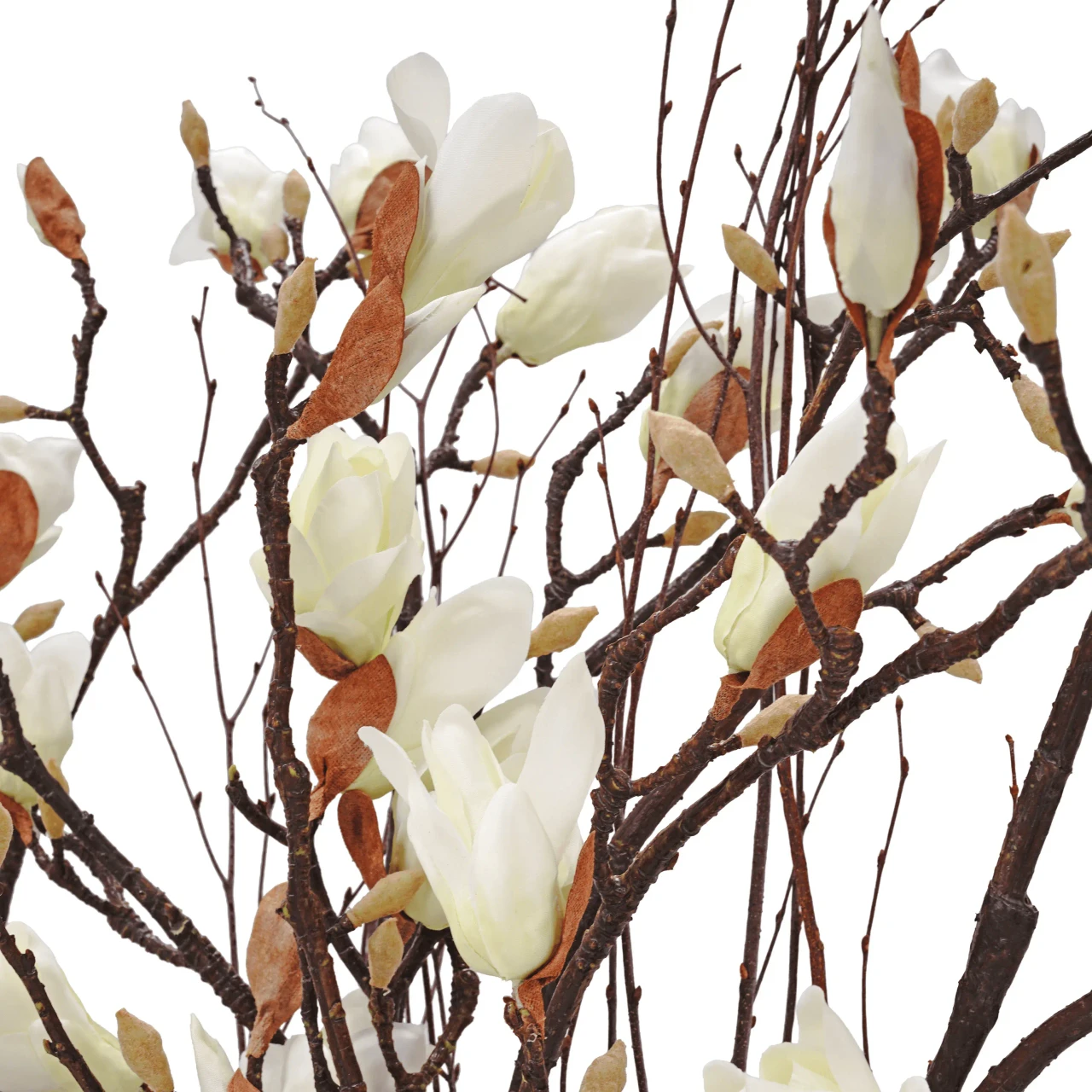 Morning Fog Magnolias