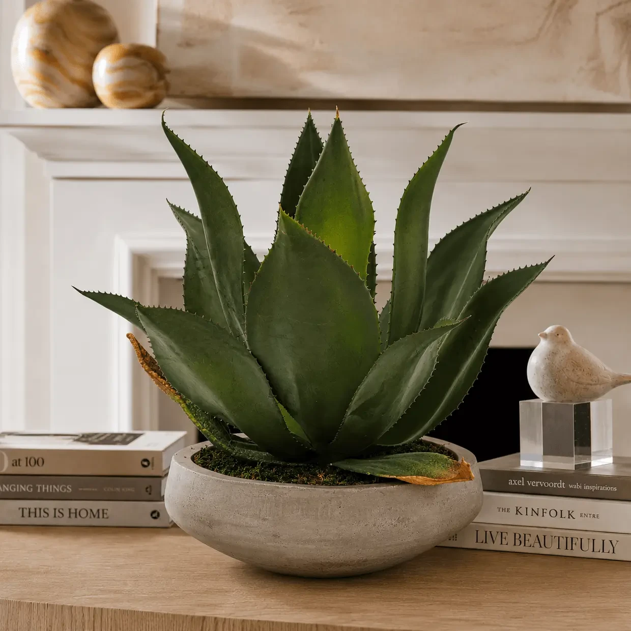 Agave In Concrete Bowl - Low