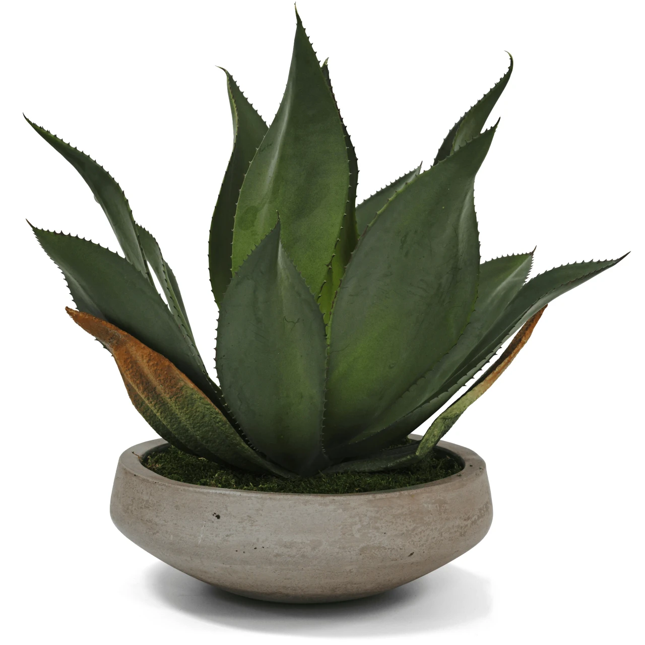 Agave In Concrete Bowl - Low