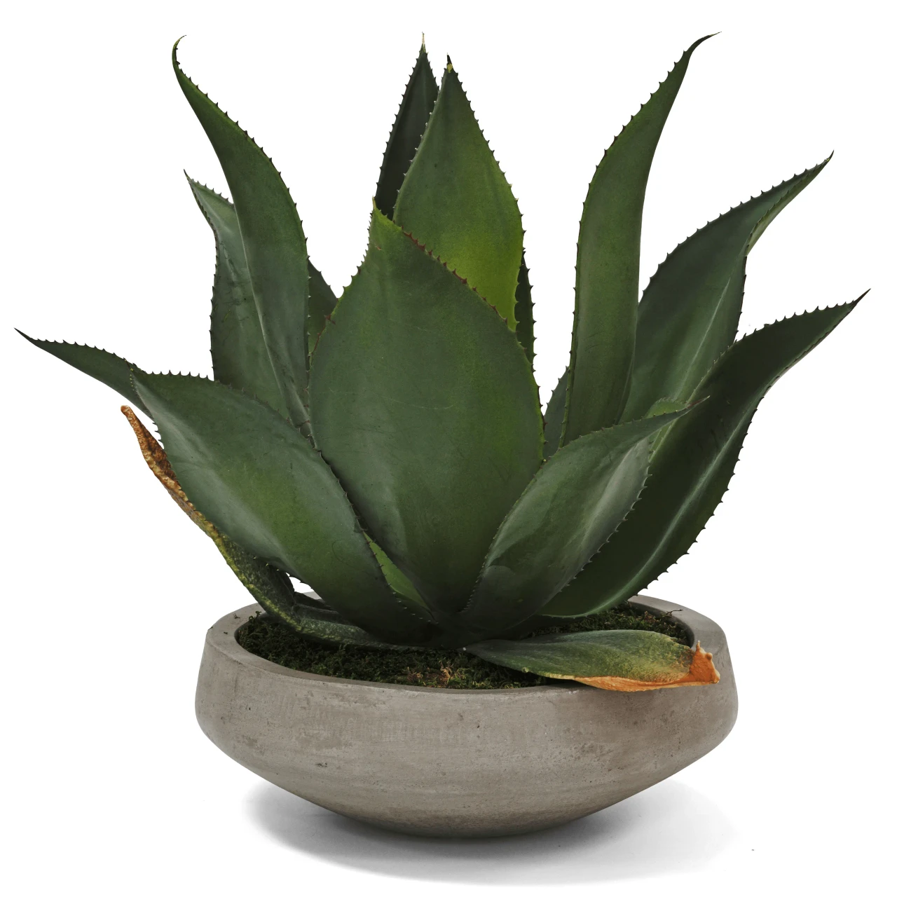 Agave In Concrete Bowl - Low