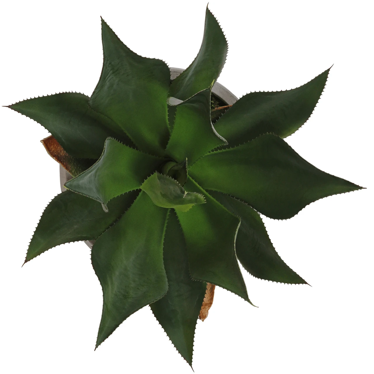 Agave In Concrete Bowl - Low