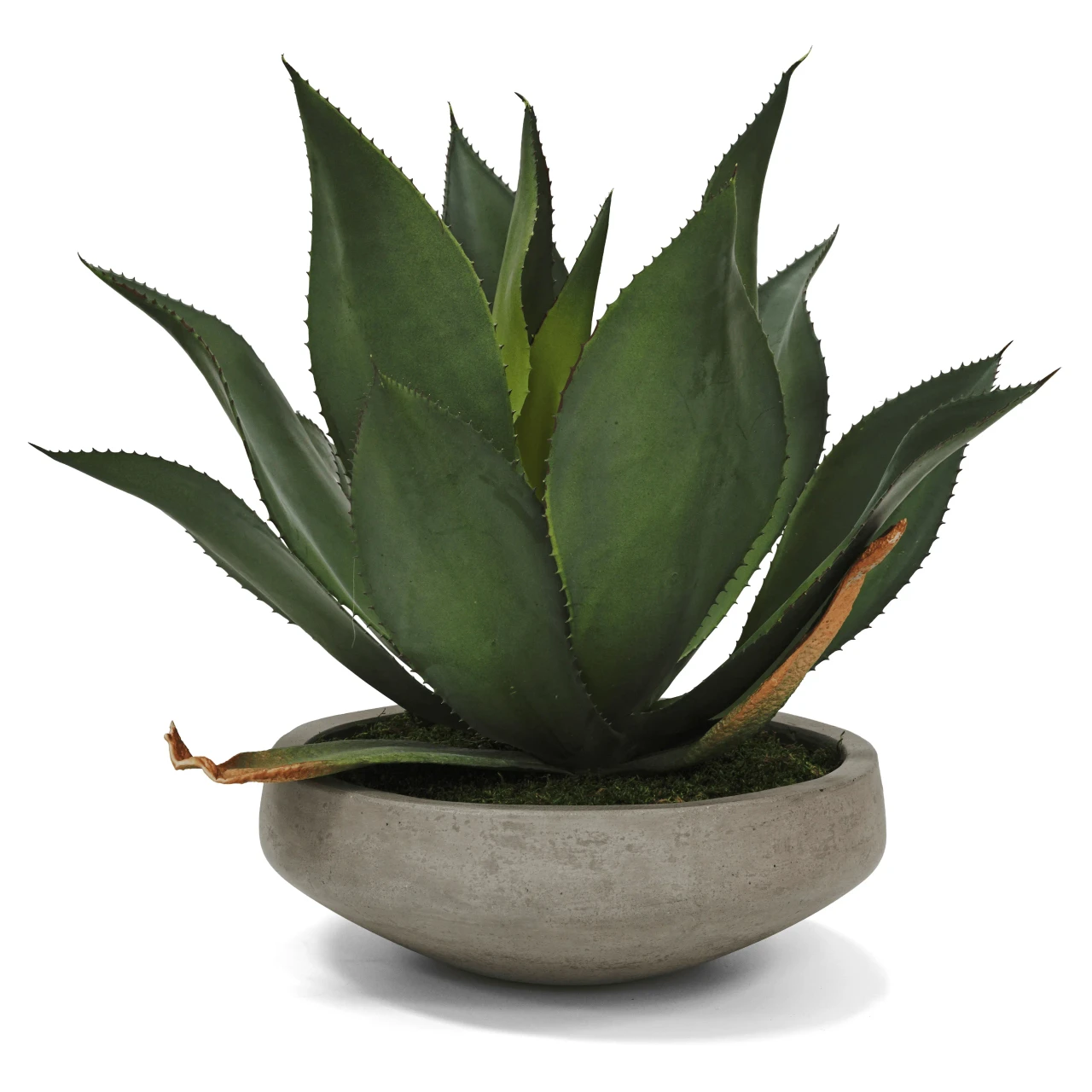 Agave In Concrete Bowl - Low