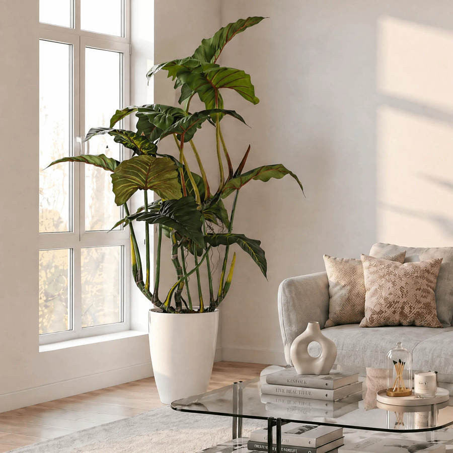 Philodendron Giant