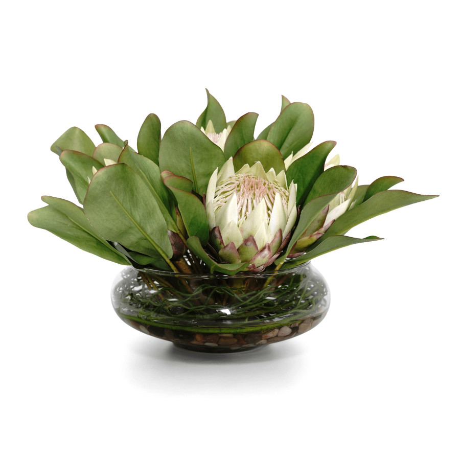 Protea Fw