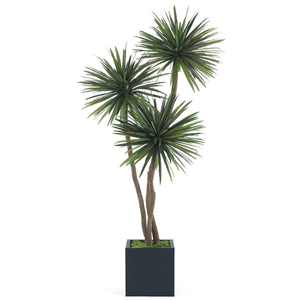 Three Ball Yucca Tree I