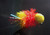 Bellini Booby (Package of 3 flies) Bellini Booby (Package of 3 flies)