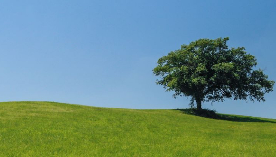 Going Green at the Jiffy Steamer Plant