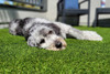 Shawgrass