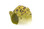 puffer-fish