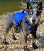 Stohlquist Dog Vest