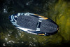 Liquid Force Primo FS Jr. Wakesurfer w/Straps