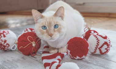 Christmas Stocking Stories: Cat-Knit