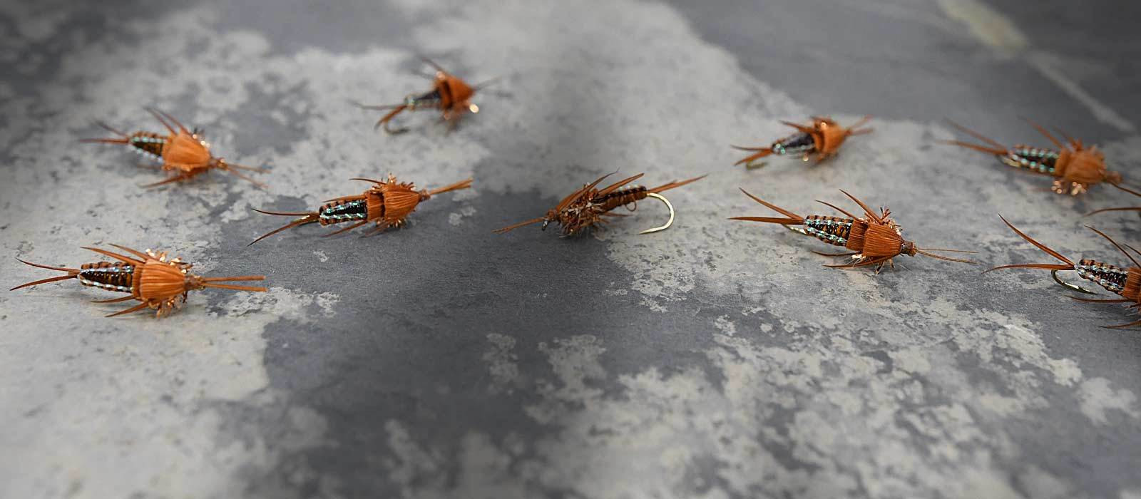 Stonefly Nymphs