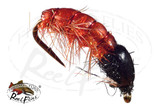 Rocky Mountain Pupa Orange