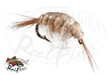 Gammarus Hyalella Scud Tan