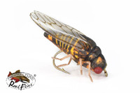 Realistic Cicada Fly