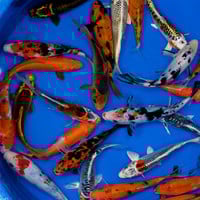 Live Koi Fish & Snails