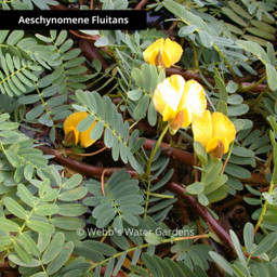 Sensitive Plant - Floating Aquatic Plants (Bare Root)