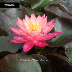 Unusual New Hybrid Hardy Water Lilies (Bare Root Plant)