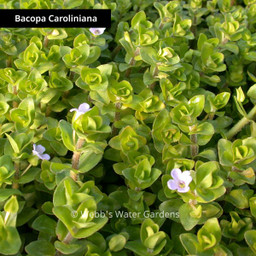 Bacopa - Shallow Water Plants (Bare Root)