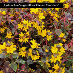 Lysmachia Nummularia 'Creeping Jenny' - Shallow Water Plants (Bare Root)