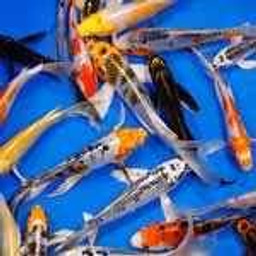 Premium Grade Butterfly Koi 8-10 inches