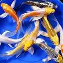 Premium Select Grade Butterfly Koi 4-5 inches
