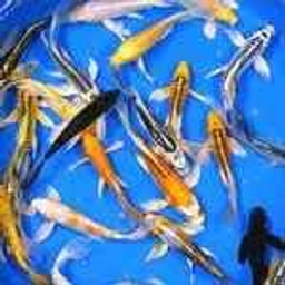 Premium Select Grade Butterfly Koi 5-6 inches
