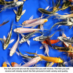 Standard Grade Butterfly Koi 3-4 inches