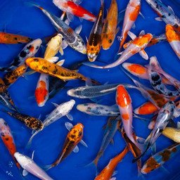 Standard Grade Koi 3-4 inches