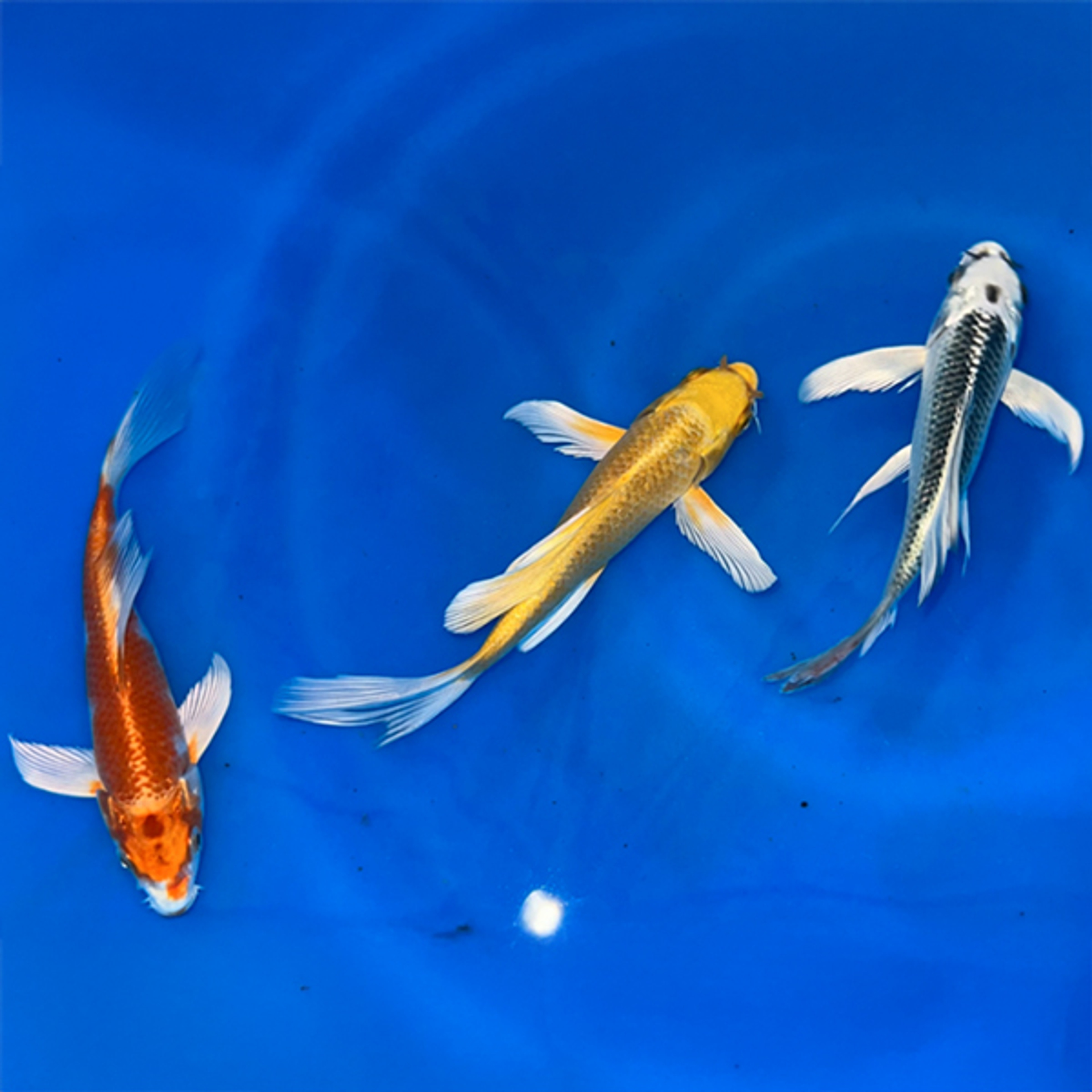 Japanese Imported Butterfly Koi 4-6 inches