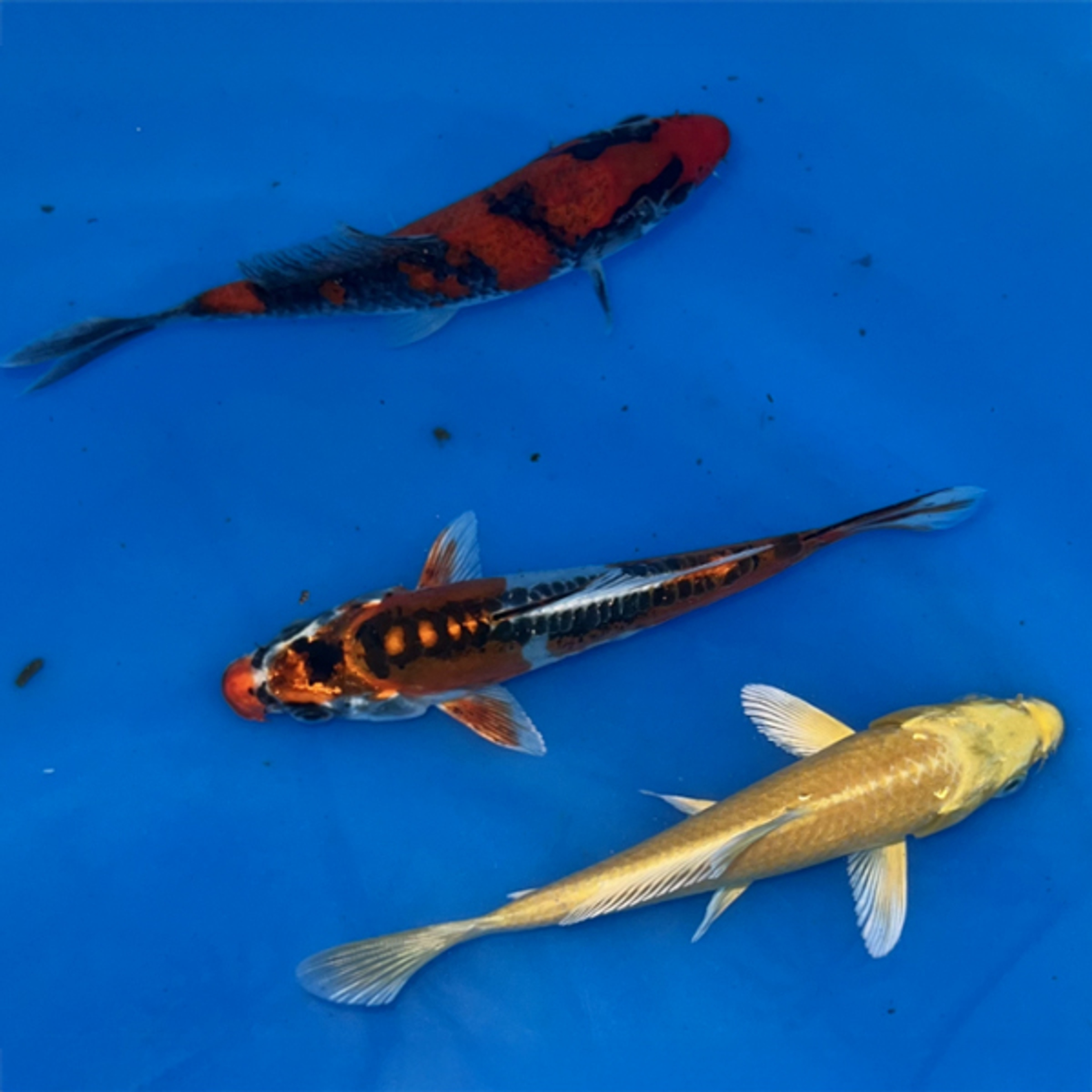 Japanese Imported Standard Koi 4-6 inches