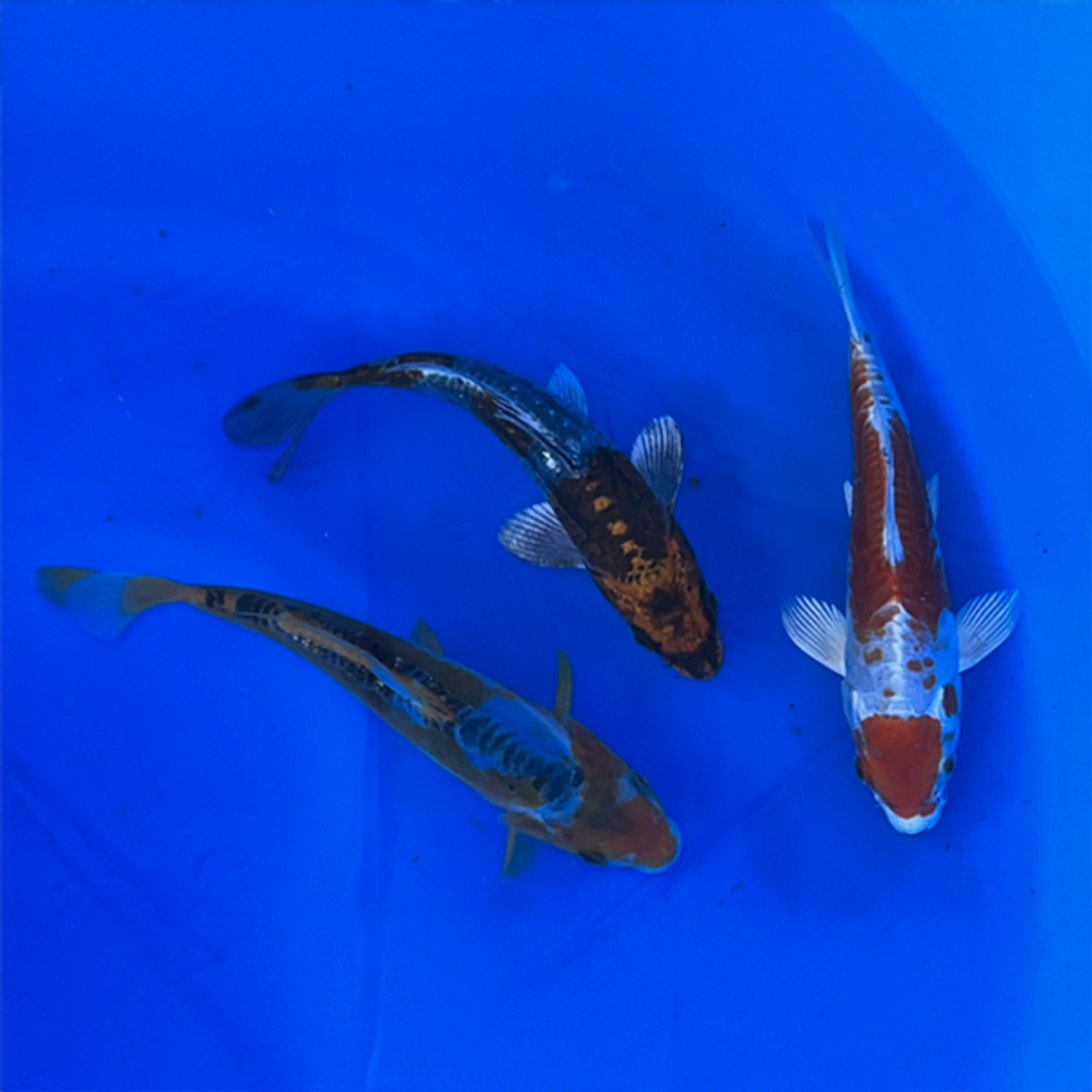 Japanese Imported Standard Koi 8-10 inches