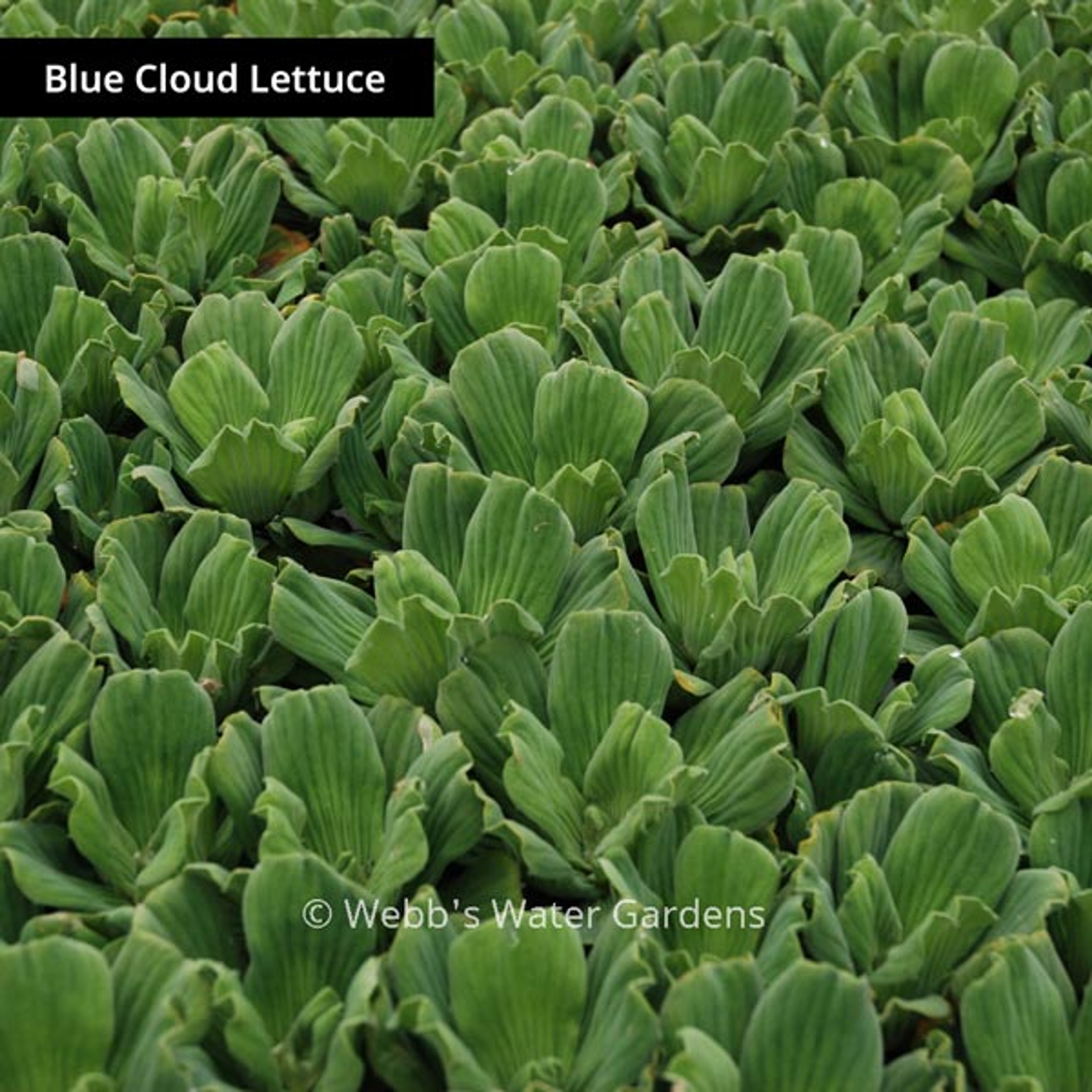 Pistia 'Water Lettuce' - Floating Aquatic Plants