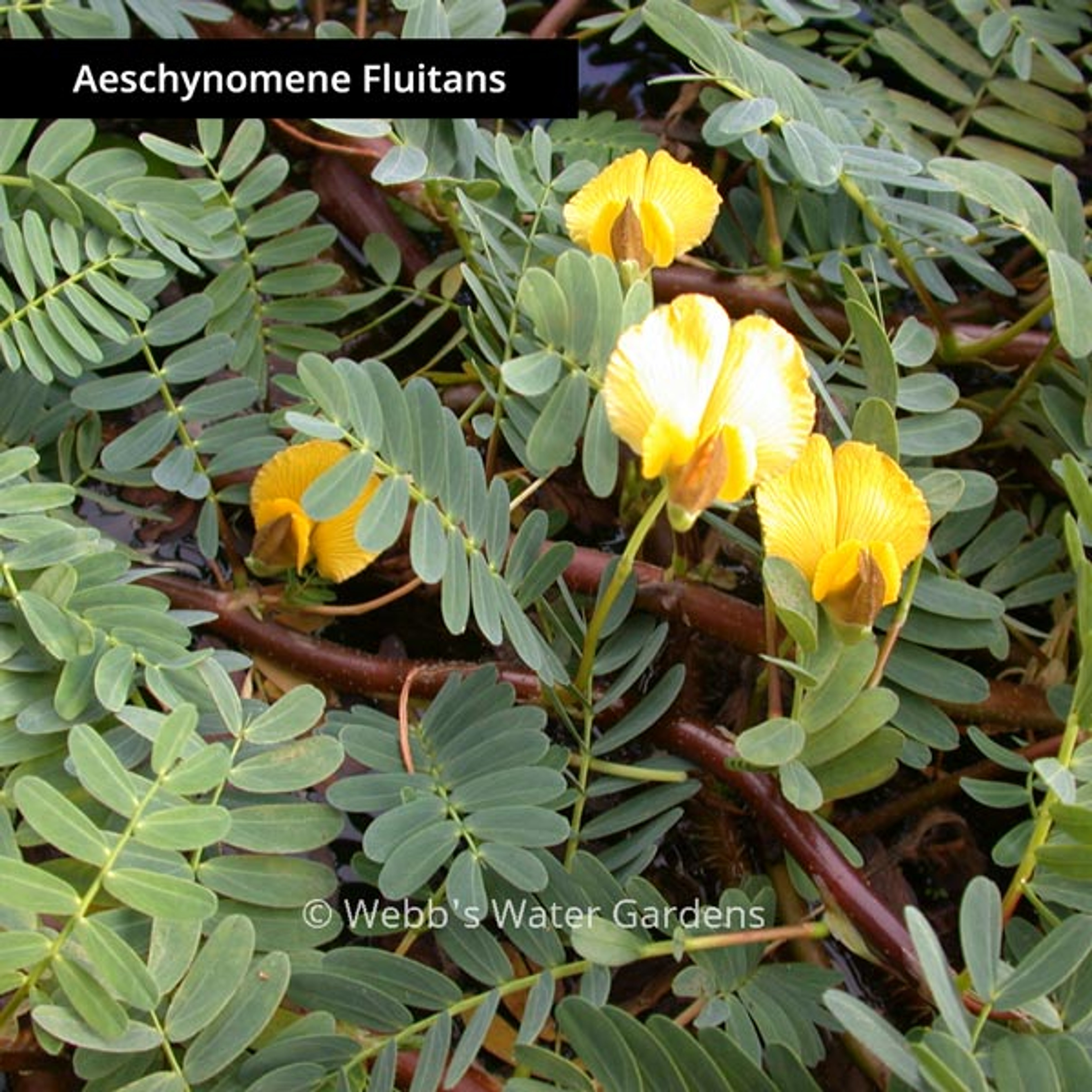 Sensitive Plant - Floating Aquatic Plants (Bare Root)