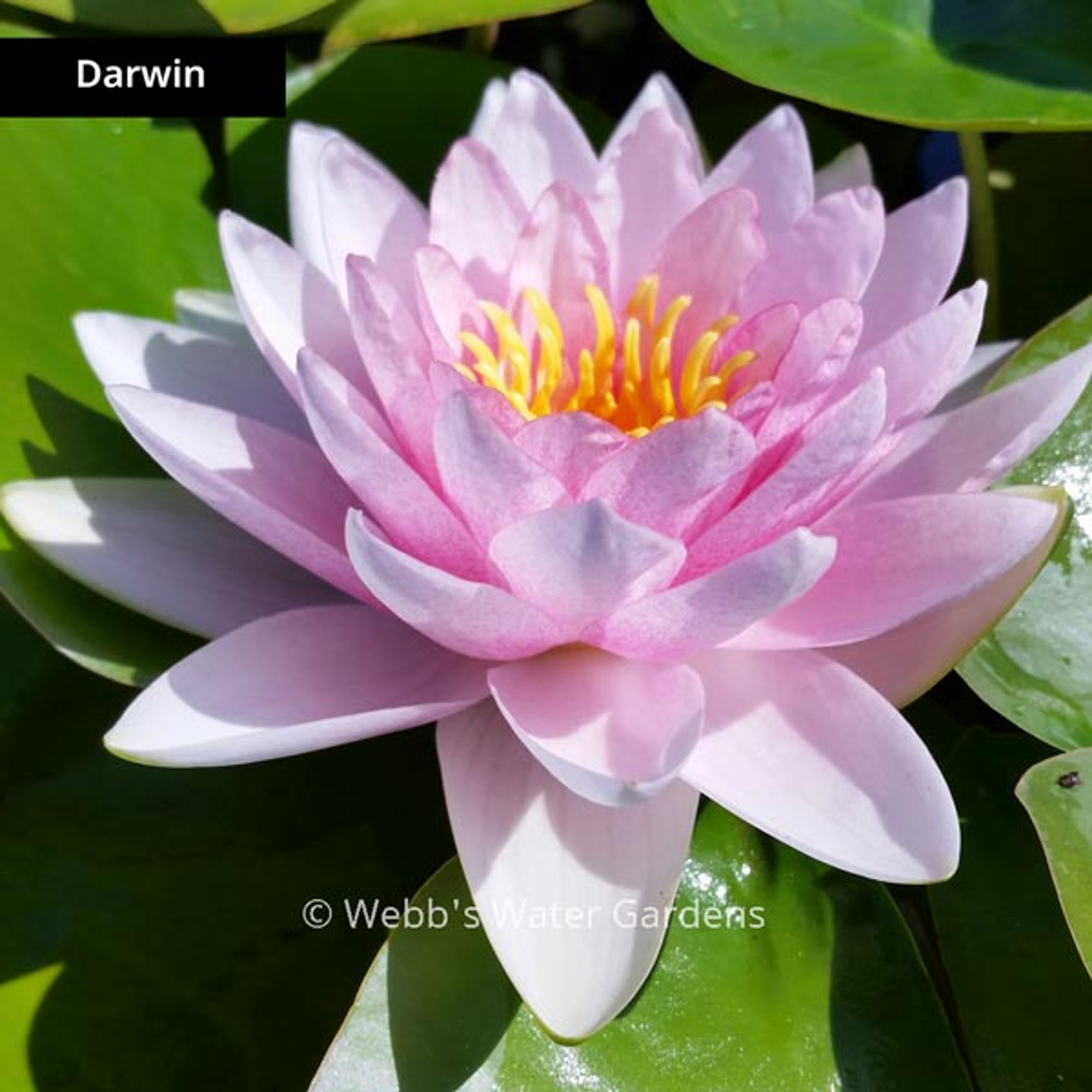 Pink Hardy Lilies (Bare Root Plants)