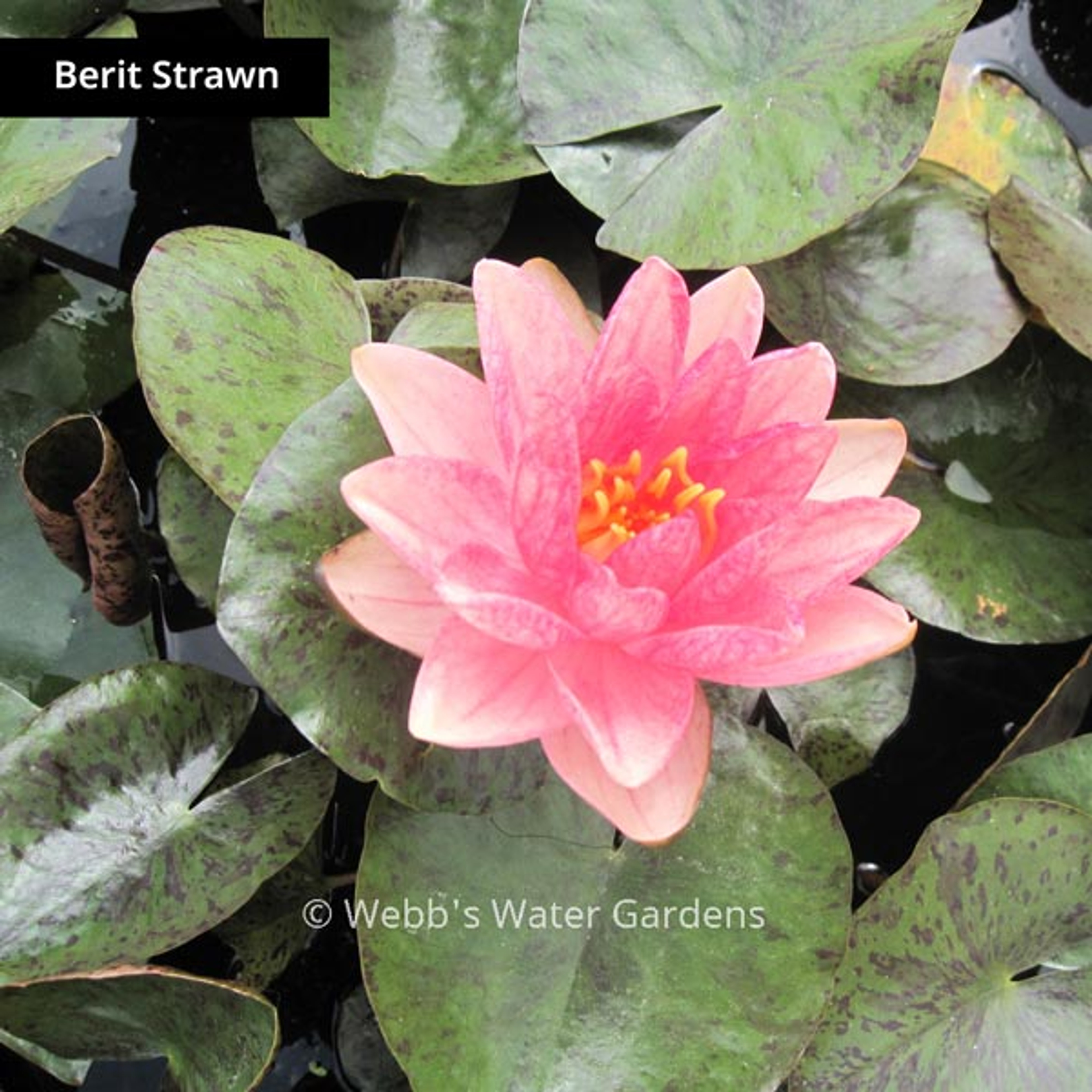 Changeable & Salmon Hardy Lilies (Bare Root Plants)