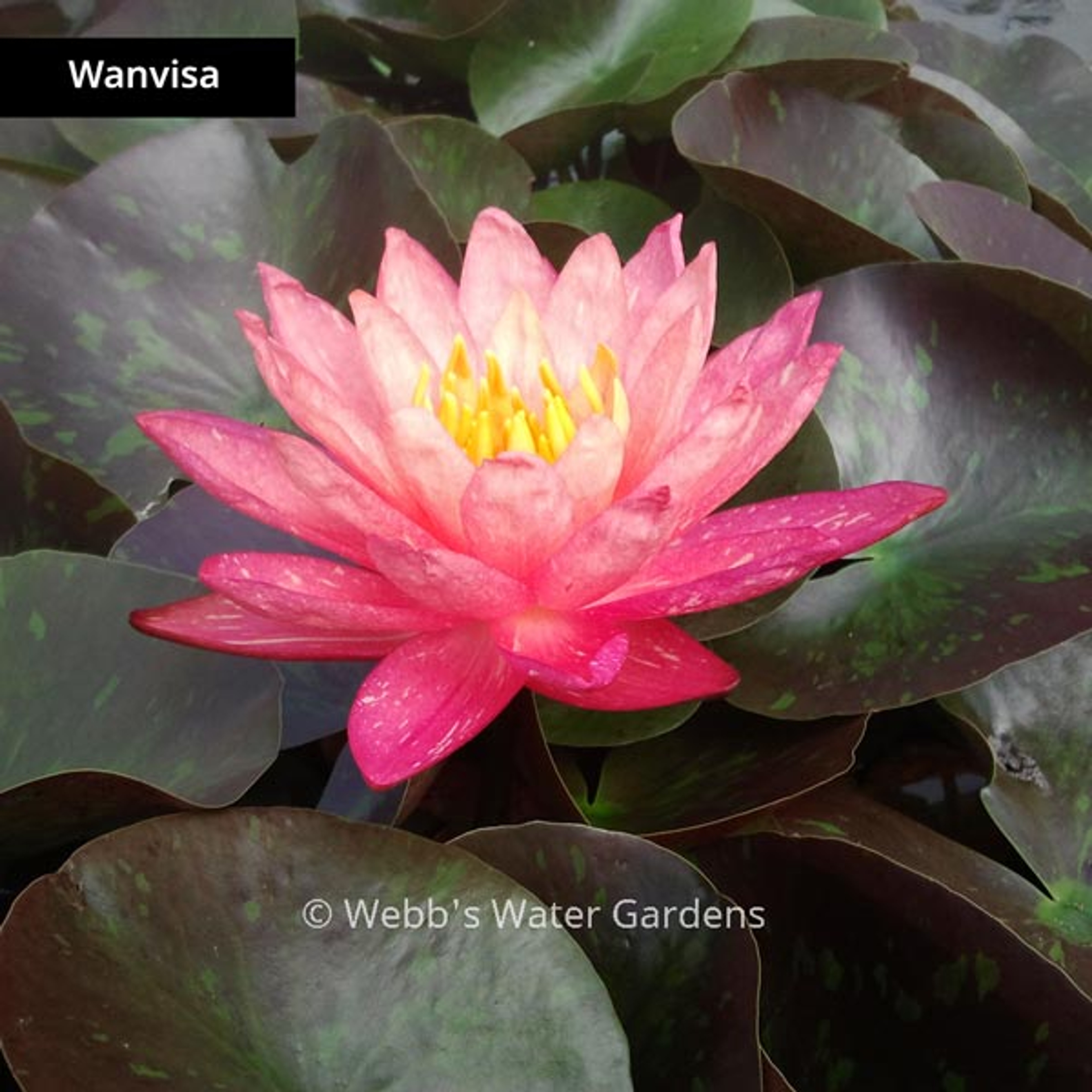 Unusual New Hybrid Hardy Water Lilies (Bare Root Plant)